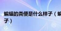 蝙蝠的糞便是什么樣子(蝙蝠拉的屎是什么樣子)