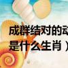 成群結對的動物是什么生肖（成群結伙的動物是什么生肖）