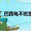 巴西龜不吃東西一直張嘴巴（巴西龜不吃東西）