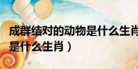 成群結對的動物是什么生肖(成群結伙的動物是什么生肖)