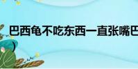 巴西龜不吃東西一直張嘴巴(巴西龜不吃東西)