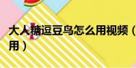 大人糖逗豆鳥怎么用視頻(大人糖逗豆鳥怎么用)