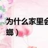 為什么家里會有蟑螂是怎么來的（為什么有蟑螂）