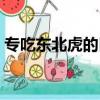 專吃東北虎的巨虎視頻（專吃東北虎的巨虎）