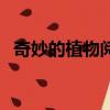 奇妙的植物閱讀答案二年級（奇妙的植物）