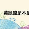 黃鼠狼是不是老鼠的天敵（黃鼠狼的天敵）