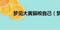 夢見大黃貓咬自己(夢見大黃貓)