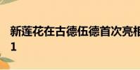 新蓮花在古德伍德首次亮相之前被戲弄為3-11