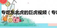 專吃東北虎的巨虎視頻(專吃東北虎的巨虎)