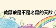 黃鼠狼是不是老鼠的天敵(黃鼠狼的天敵)
