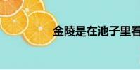 金陵是在池子里看書嗎?