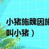 小豬施魏因施泰格退役（施魏因斯泰格為什么叫小豬）