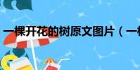 一棵開花的樹原文圖片(一棵開花的樹原文)