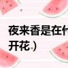 夜來香是在什么季節開花的（夜來香什么季節開花）