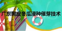 廣東黑皮冬瓜浸種催芽技術(廣東黑皮冬瓜)