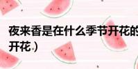 夜來香是在什么季節開花的(夜來香什么季節開花)