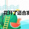 花開了適合發朋友圈的經典短句（花開了）