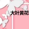 大葉黃花梨是什么木（大葉黃花梨）