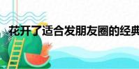 花開了適合發朋友圈的經典短句(花開了)