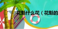花魁什么花(花魁的玩物txt)