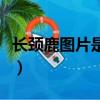 長頸鹿圖片是什么意思（長頸鹿頭像什么意思）
