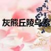 灰熊丘陵烏索克任務（灰熊丘陵競技場任務）