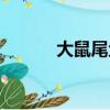 大鼠尾魚多少技能（大鼠尾魚）