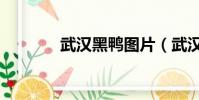武漢黑鴨圖片(武漢黑鴨子)