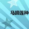 馬蹄蓮種子長什么樣（馬蹄蓮種子）
