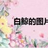 白鯨的圖片（關于白鯨的圖片的簡介）