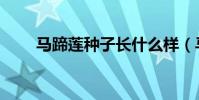 馬蹄蓮種子長什么樣(馬蹄蓮種子)