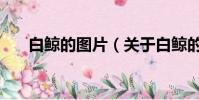 白鯨的圖片(關于白鯨的圖片的簡介)