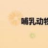 哺乳動物（關于哺乳動物的簡介）