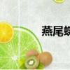 燕尾蝶（關于燕尾蝶的簡介）