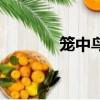 籠中鳥（關于籠中鳥的簡介）