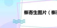 槲寄生圖片(槲寄生)