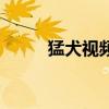 猛犬視頻（關于猛犬視頻的簡介）