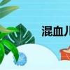 混血兒野孩子（混血兒秋野）