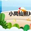 小鳳仙照片（關于小鳳仙照片的簡介）