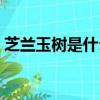 芝蘭玉樹是什么意思啊（芝蘭玉樹什么意思）