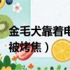 金毛犬靠著電暖氣取暖毛被烤焦（狗狗取暖毛被烤焦）