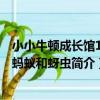 小小牛頓成長館19：螞蟻和蚜蟲（關于小小牛頓成長館19：螞蟻和蚜蟲簡介）