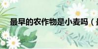 最早的農作物是小麥嗎(最早的農作物)