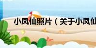 小鳳仙照片(關于小鳳仙照片的簡介)