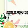 小尾寒羊高效飼養新技術（關于小尾寒羊高效飼養新技術簡介）