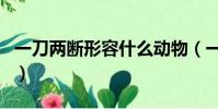 一刀兩斷形容什么動物(一刀兩斷是什么動物)