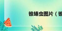 錐蝽蟲圖片(錐蝽)