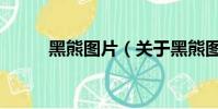 黑熊圖片(關于黑熊圖片的簡介)