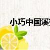 小巧中國溪蟹（關于小巧中國溪蟹簡介）