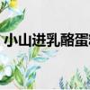 小山進乳酪蛋糕（關于小山進乳酪蛋糕簡介）